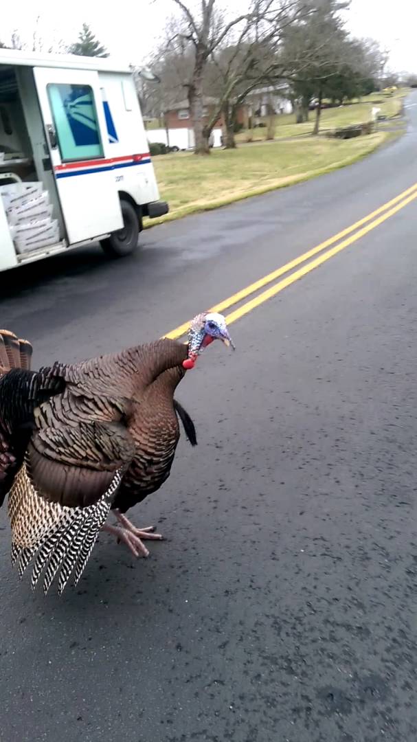 turkeys threaten deliverys 4